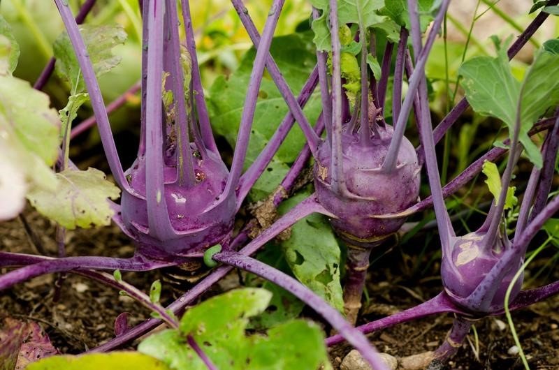purple Kohlrabi.jpeg