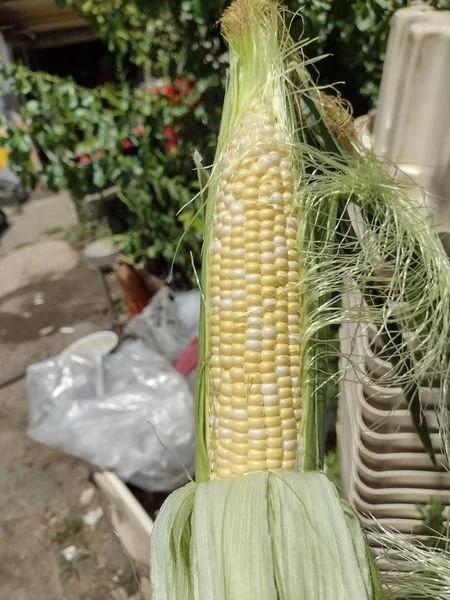 first corn 2022.jpg