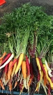Carrots