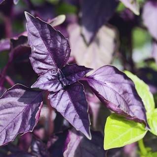 Purple Basil.jpg