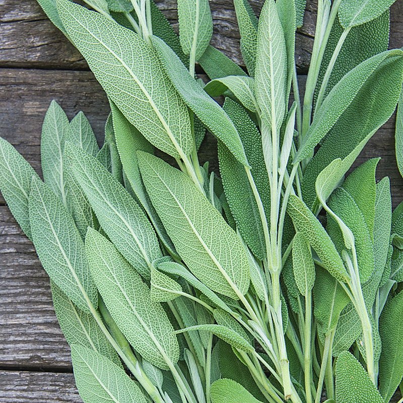 Sage.jpg