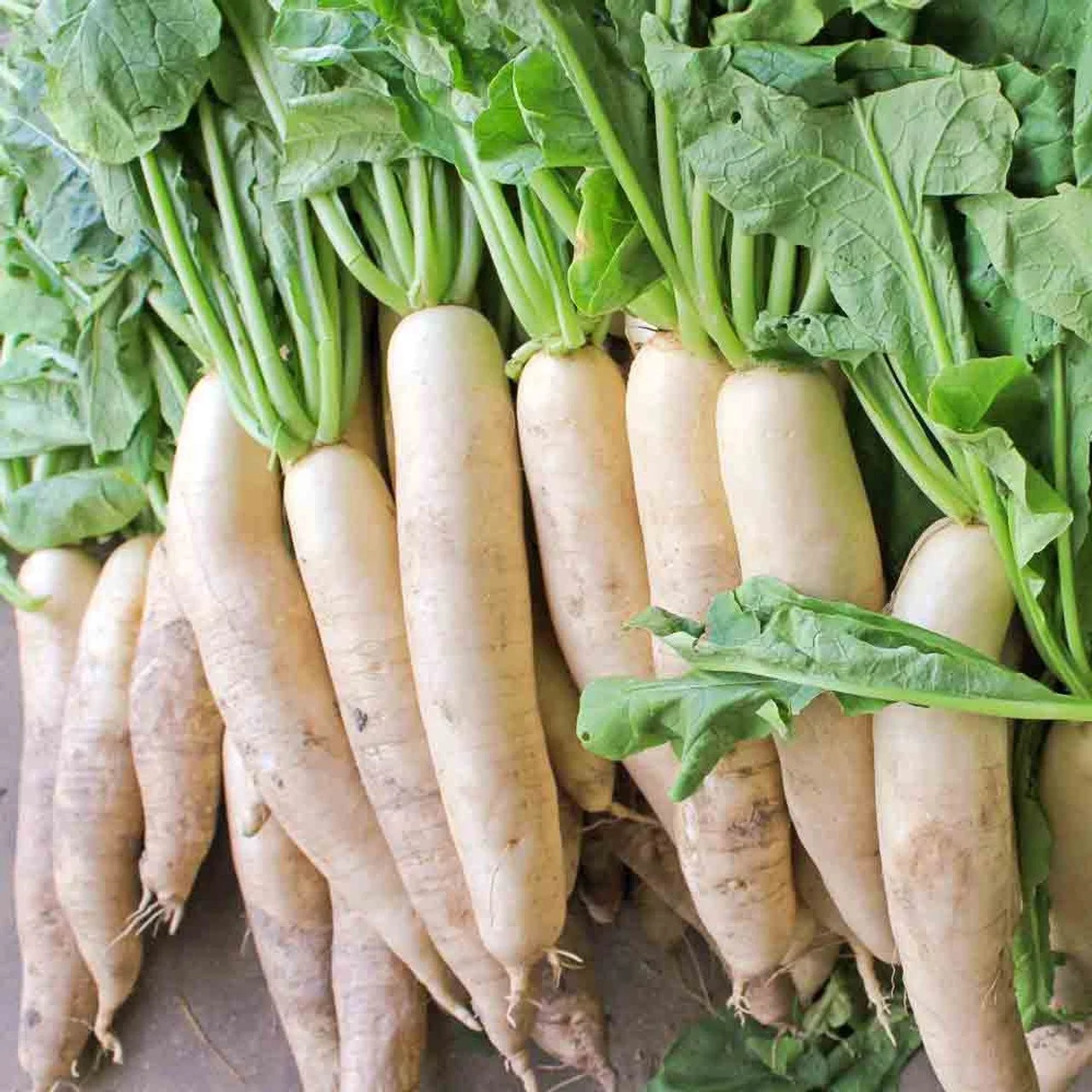 Daikon-RadishBC1__97313.jpg