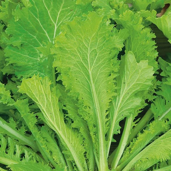 Mustard Greens