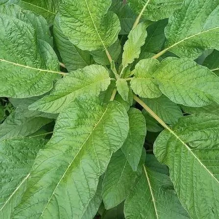 Callaloo green.jpg