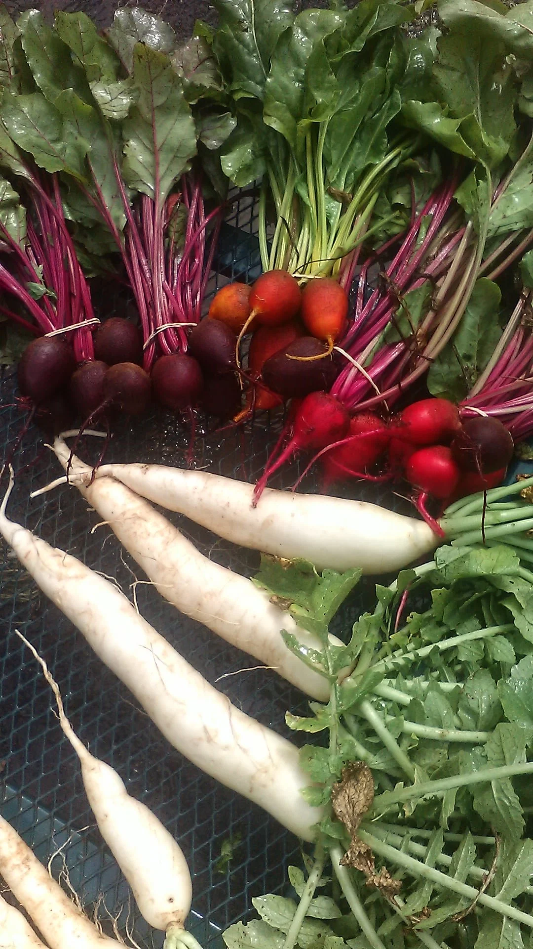 beets and daikon pic.jpg