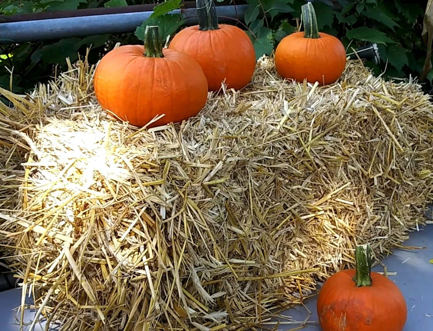 HALF Fall Share -Experiment