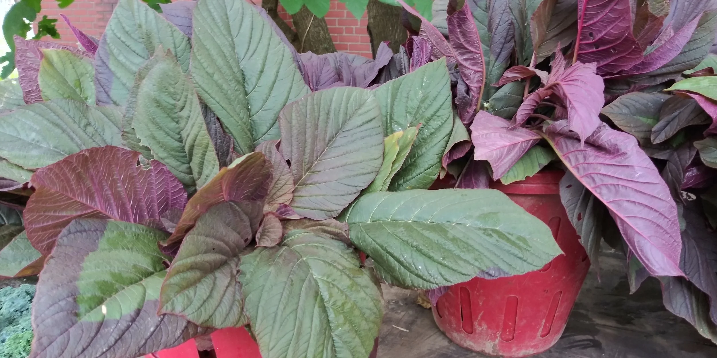 Callaloo