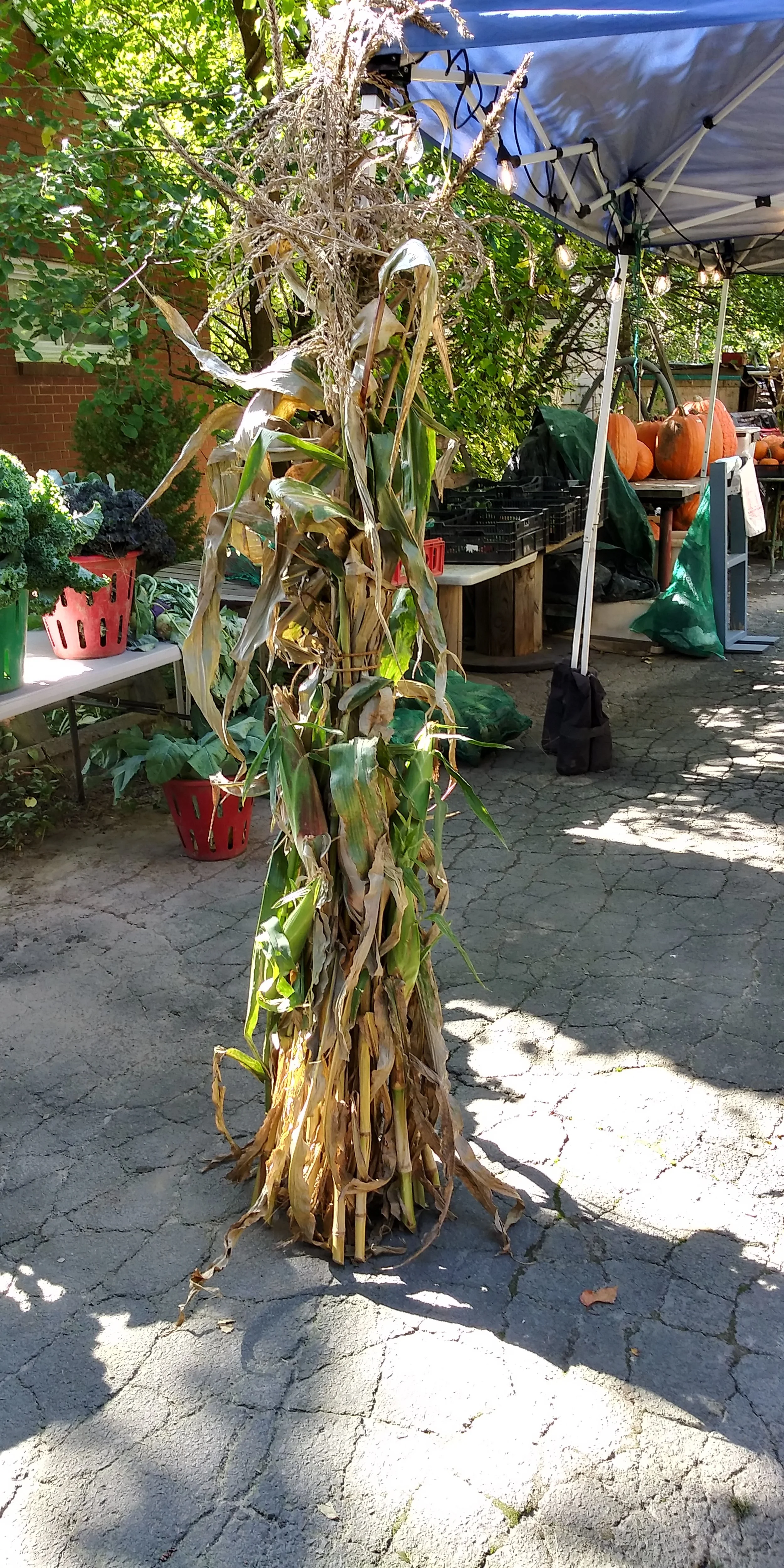 Corn Stalks
