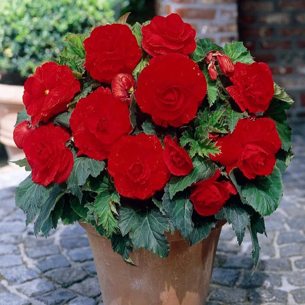 Begonia Nonstop Red Cedar Ridge Greenhouses