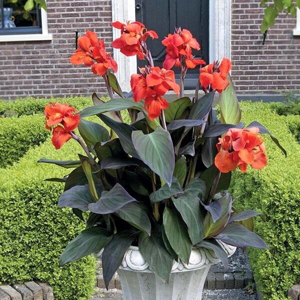 Canna Lilly Bronze Orange