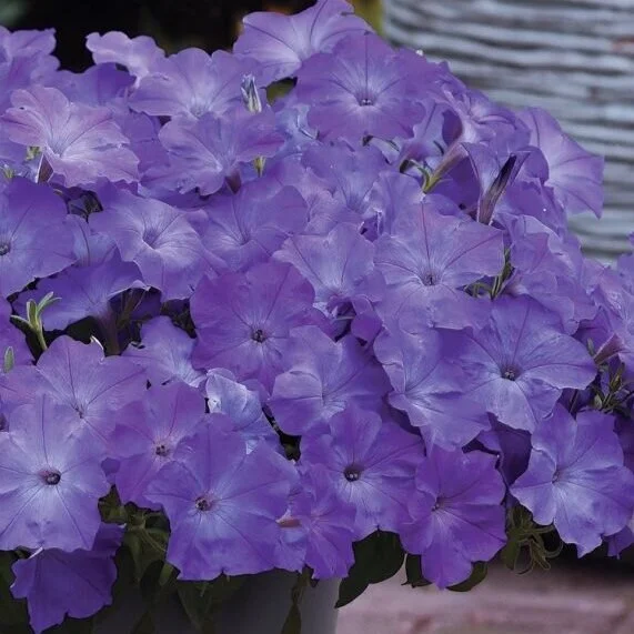 Petunia Easy Wave Lavender Sky Blue