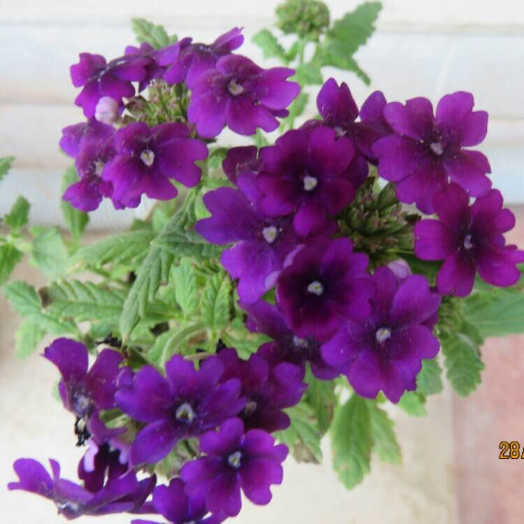 Verbena Empress Purple.jpeg