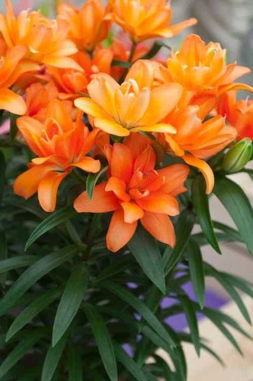 Perennials Lily Asiatic Pot Tiny Double You.jpg
