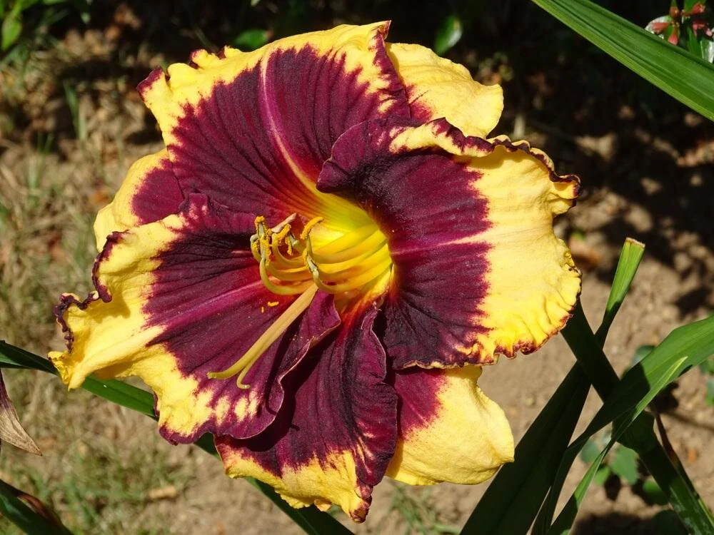 Daylily Tiger Blood — CEDAR RIDGE GREENHOUSES