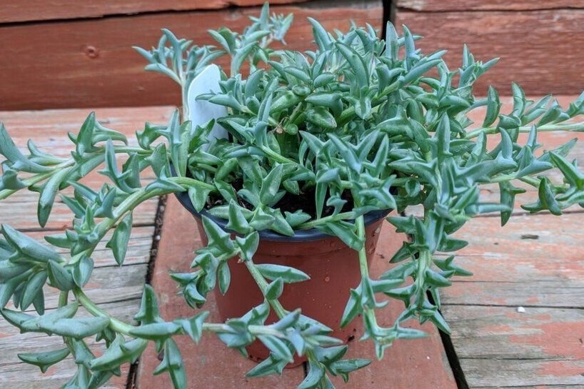 Succulent+String+of+Dolphins.jpg