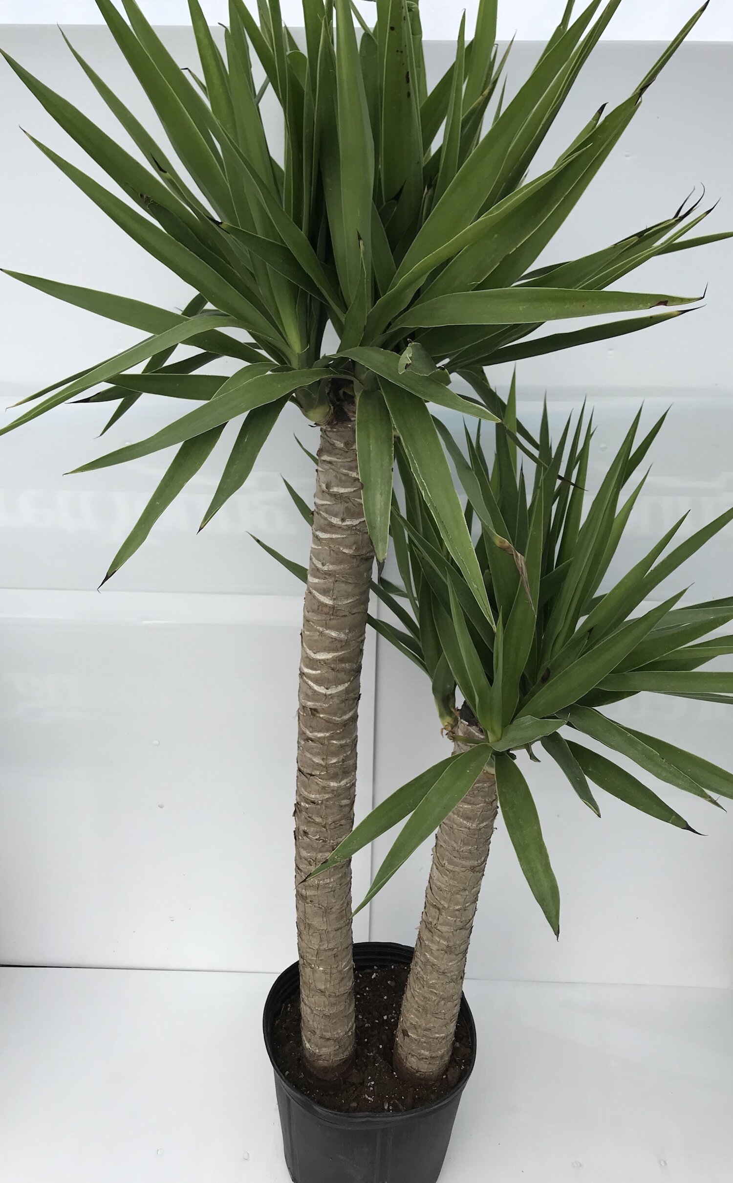 Yucca Cane Tree 10"
