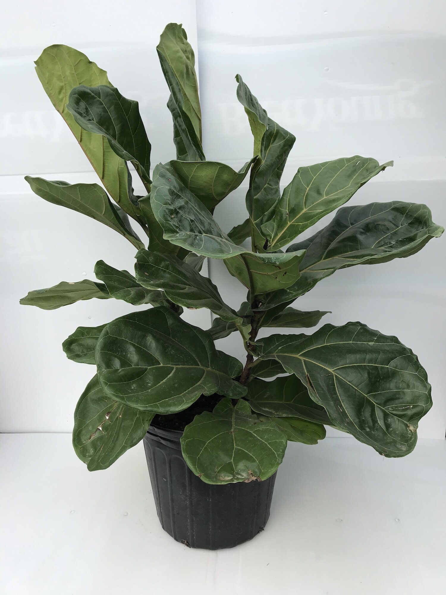Ficus Lyrata (Fiddle Leaf Fig Tree) 10"