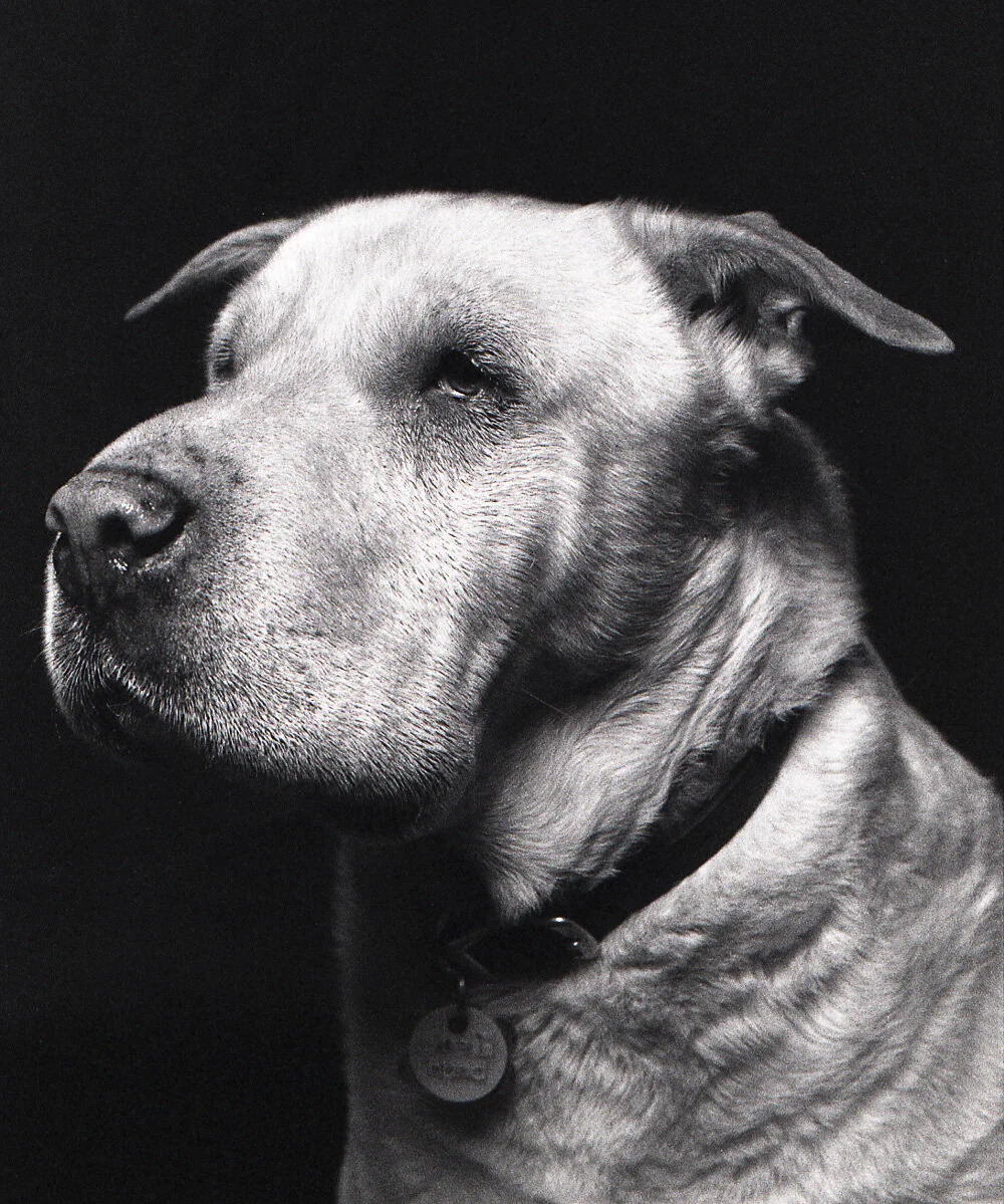 Fomapan Film Review — Jon Mullin Photography