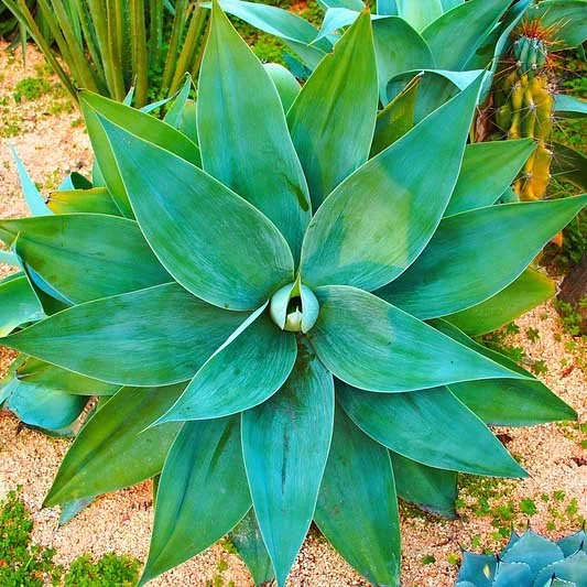 Close-up of a large green agave plant with thick, pointed leaves in a desert garden.