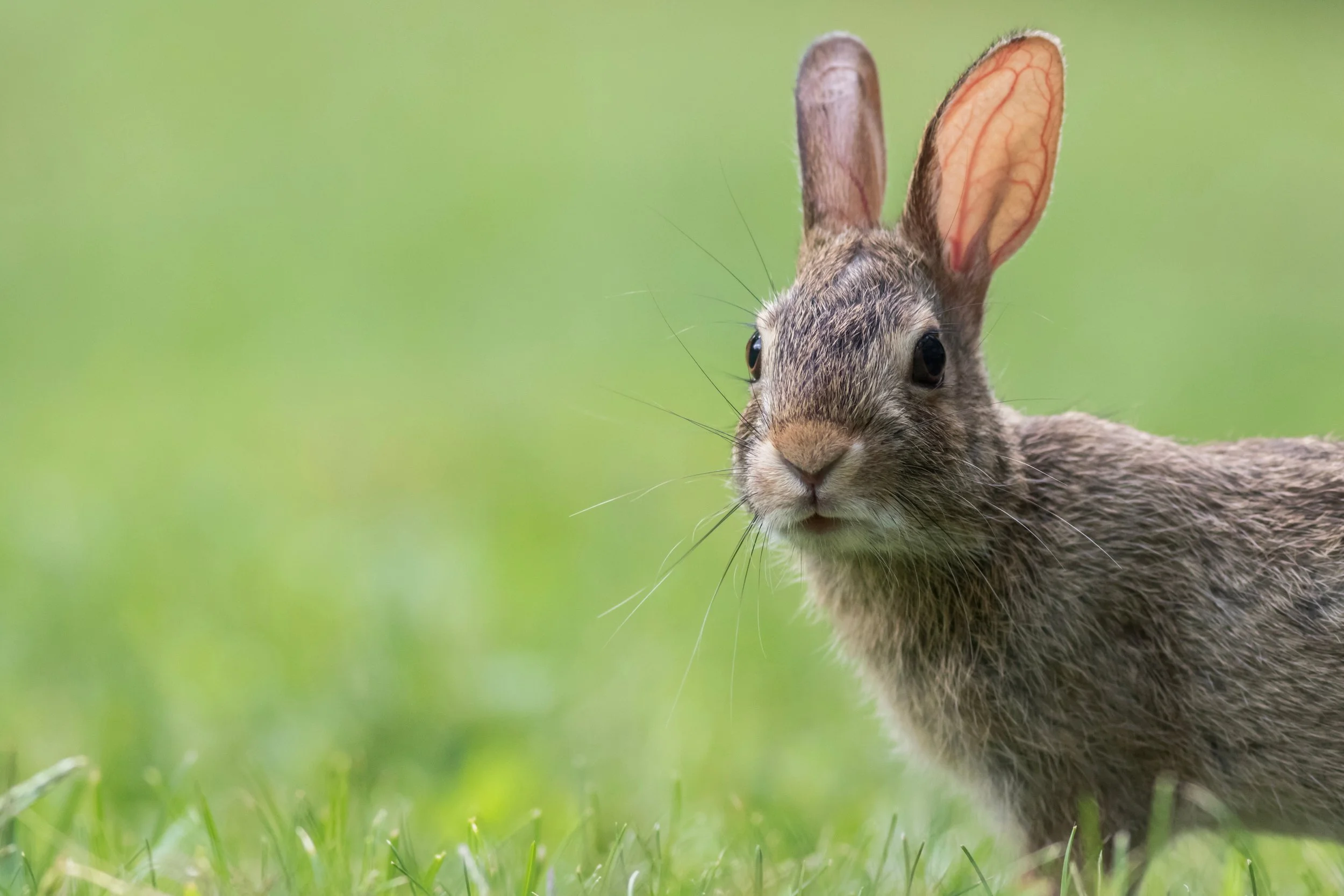 “The Former Rabbit” has 4 questions for you