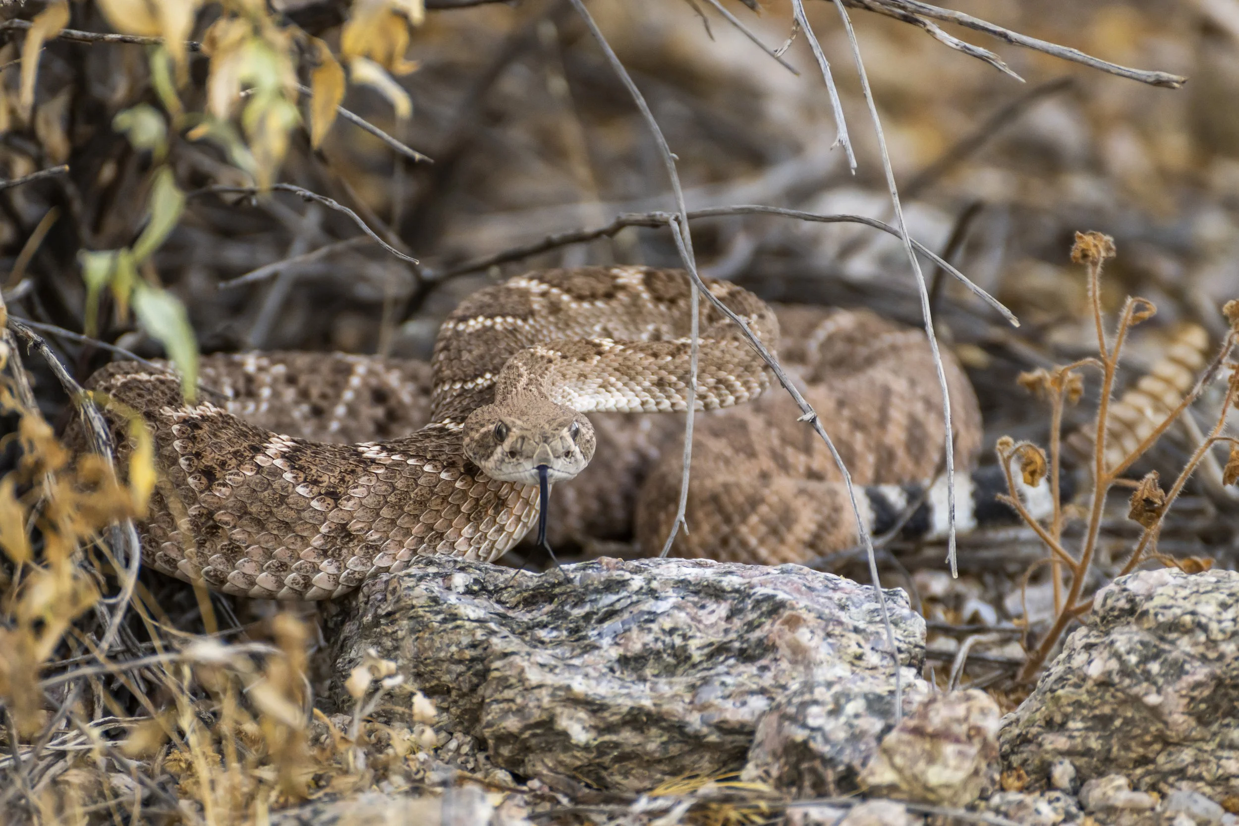 Hawes Snake 3.jpg
