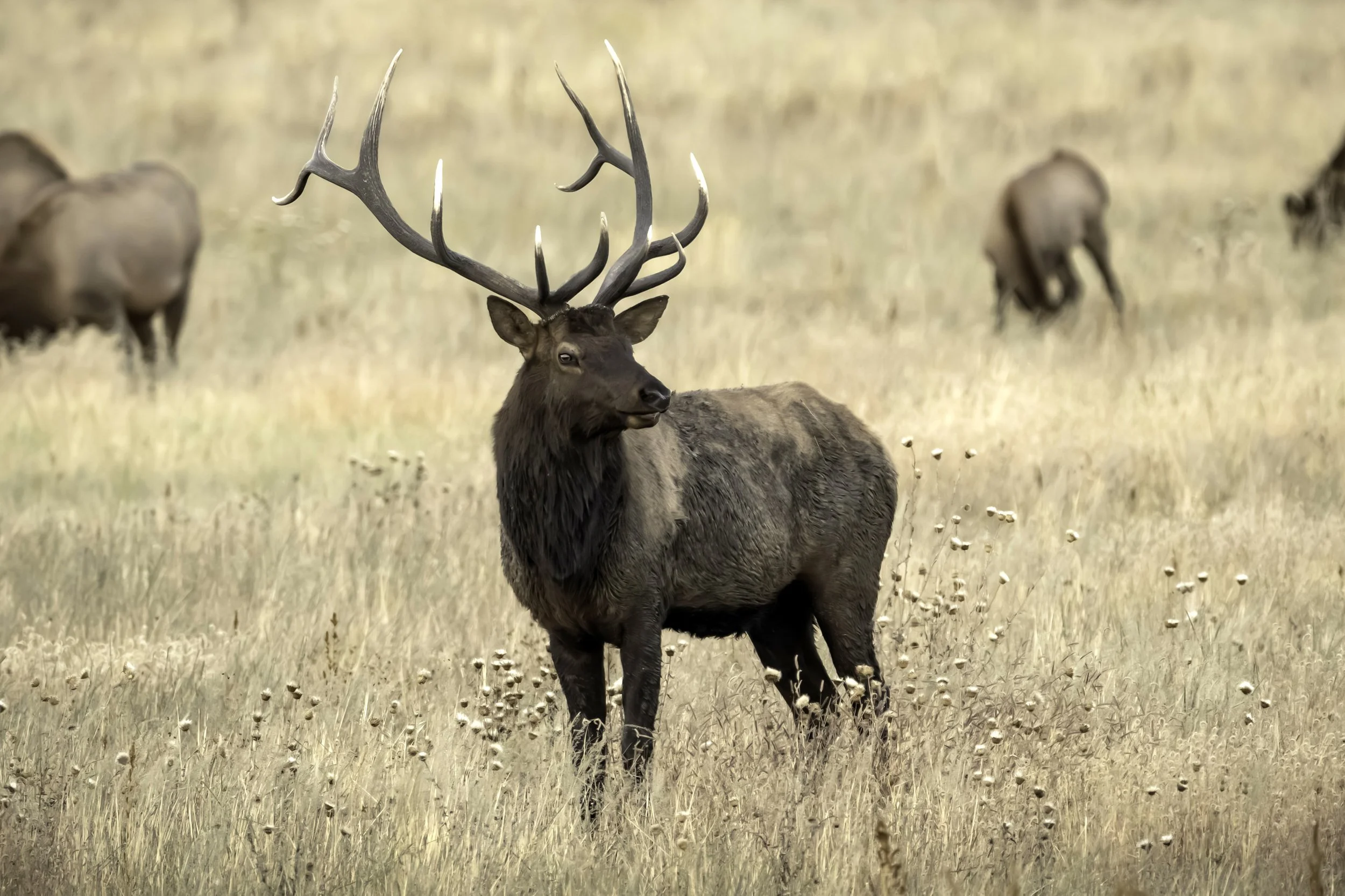 Alpine Elk 149 High Res.jpg