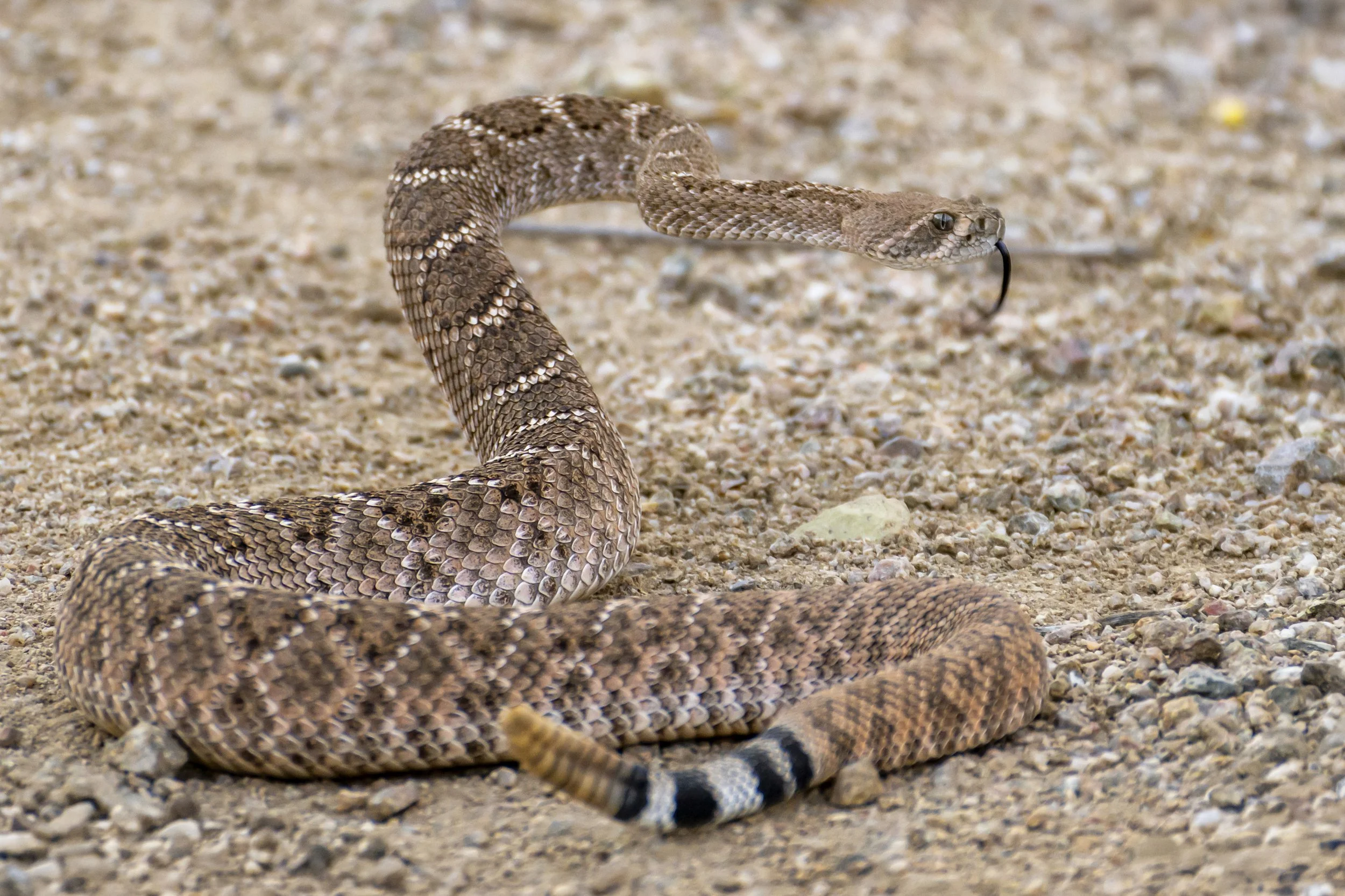Hawes Snake 2b.jpg