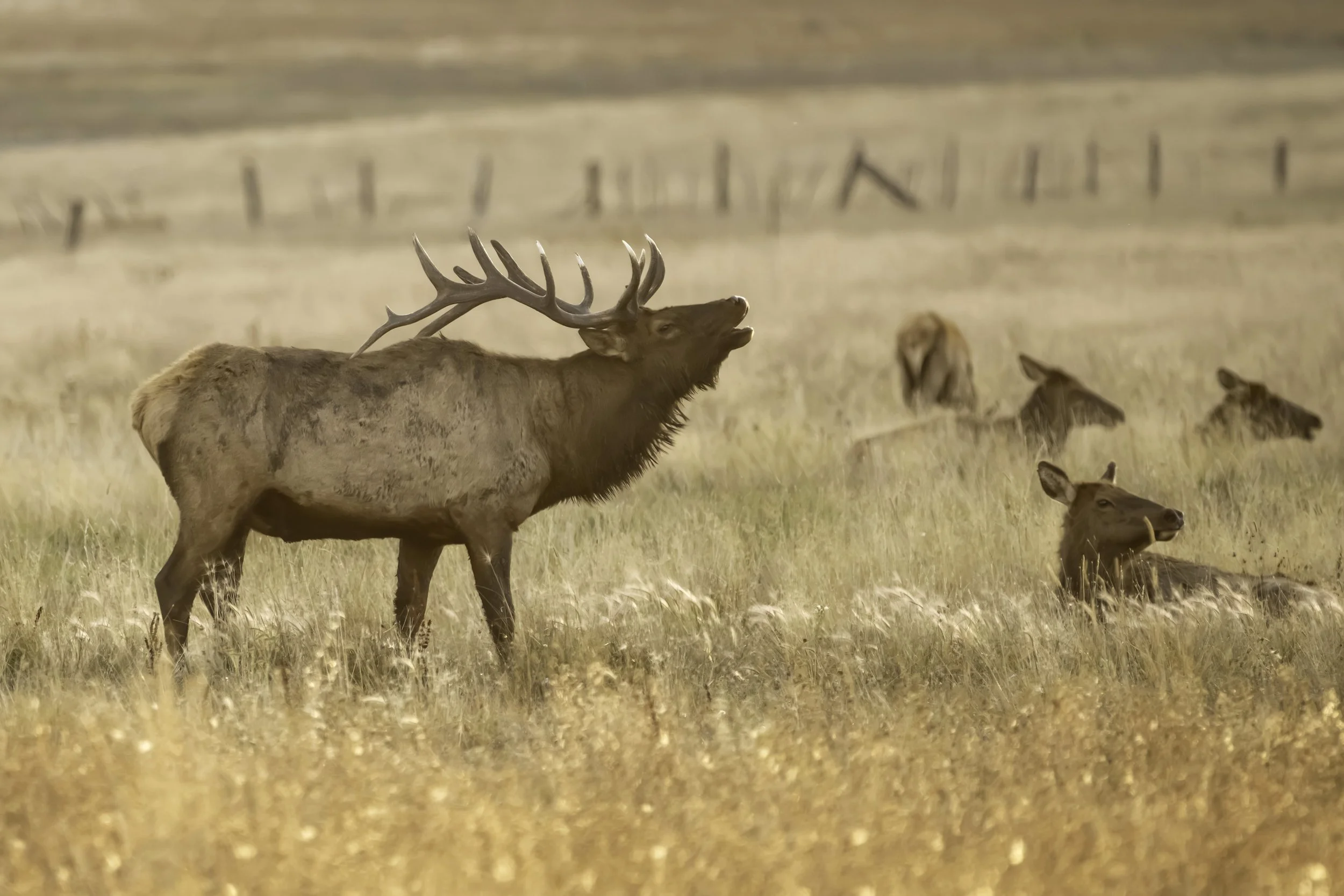 Alpine Elk 115 High Res.jpg