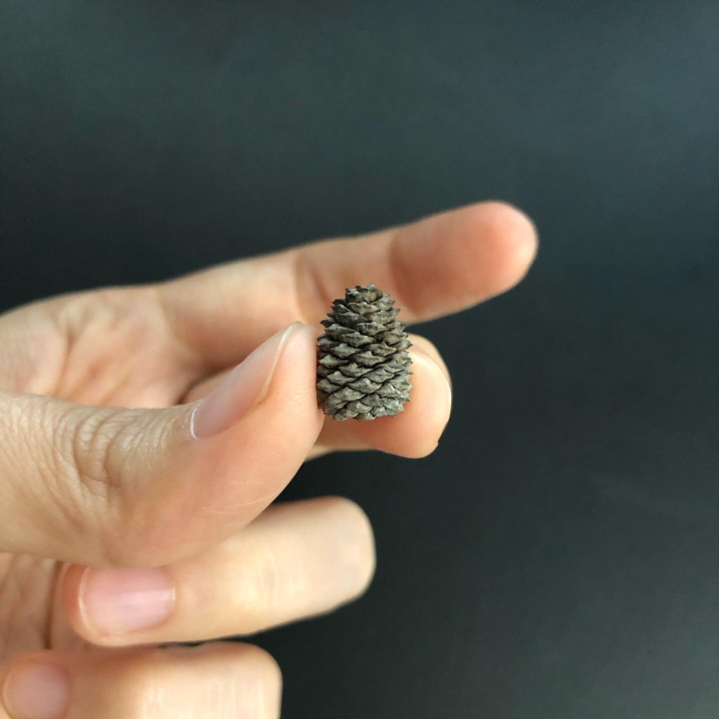 As I was about to go on my daily walk the other day, I saw this tiny pine cone right there on the sidewalk and I couldn&rsquo;t help but feel a lot of joy. It was so tiny and cute and I had always been crazy about tiny man-made things and toys. But t