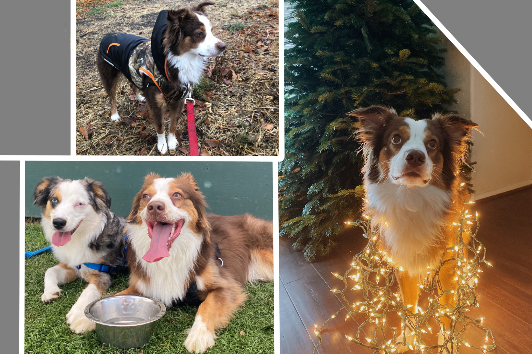 stony creek english shepherds