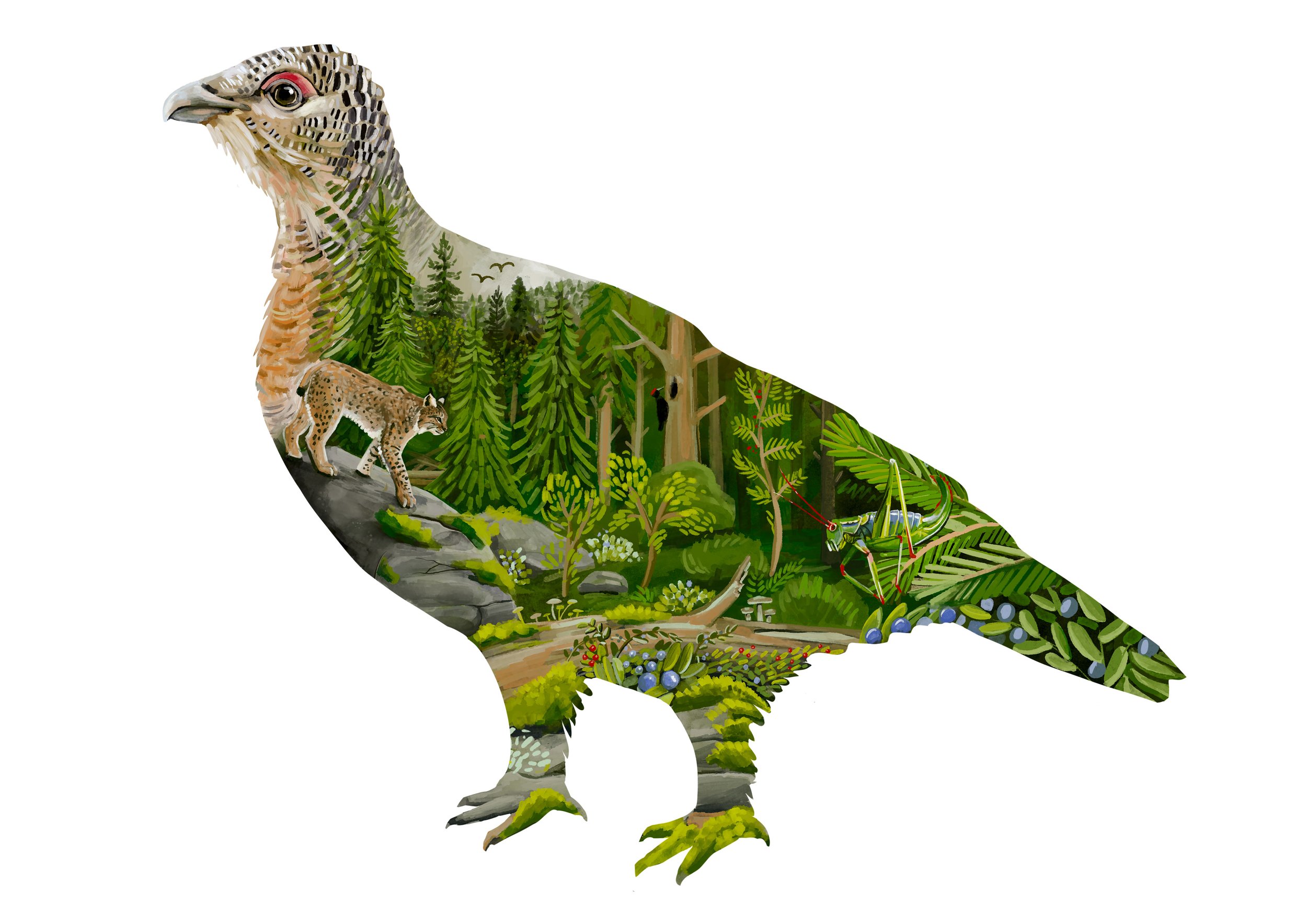 Illustration of capercaille silhouette filled with a Bavarian forest scene