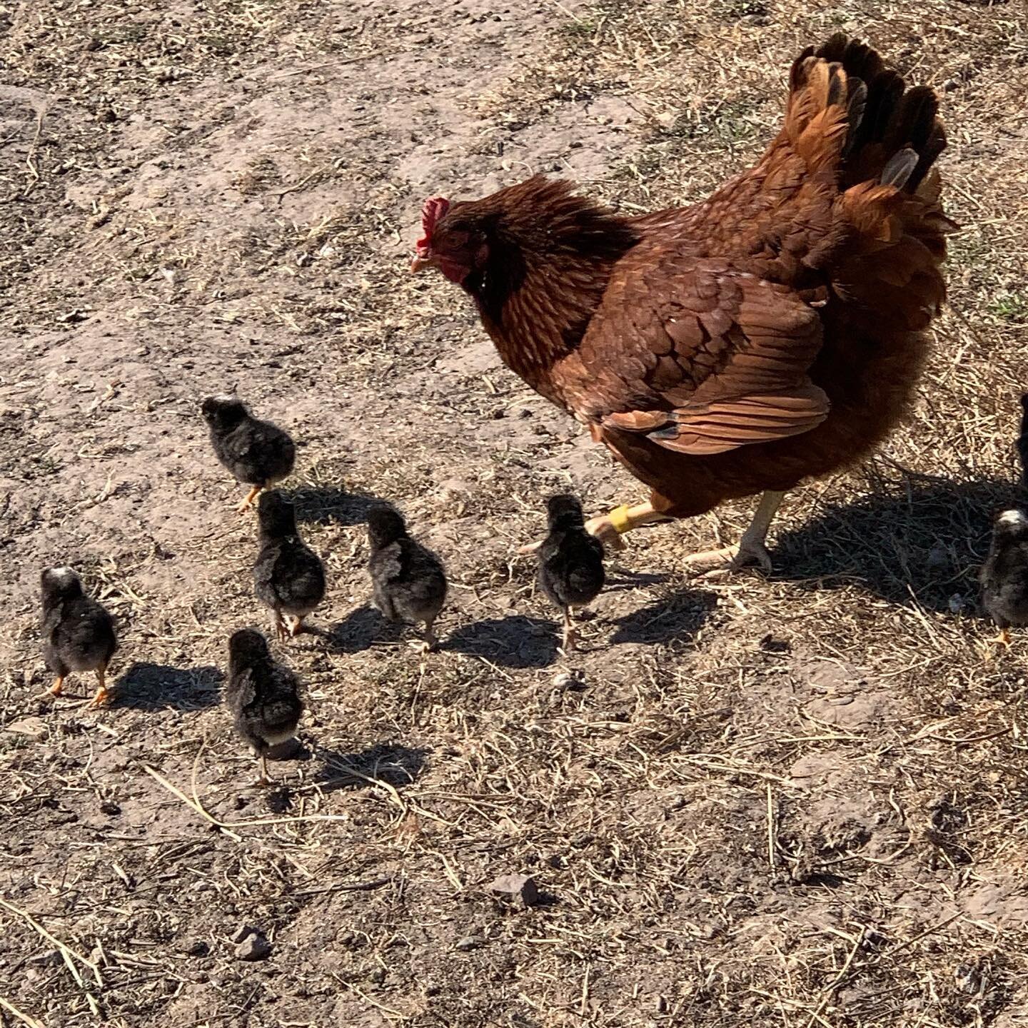 Sometimes our hens hide and come back with new additions.