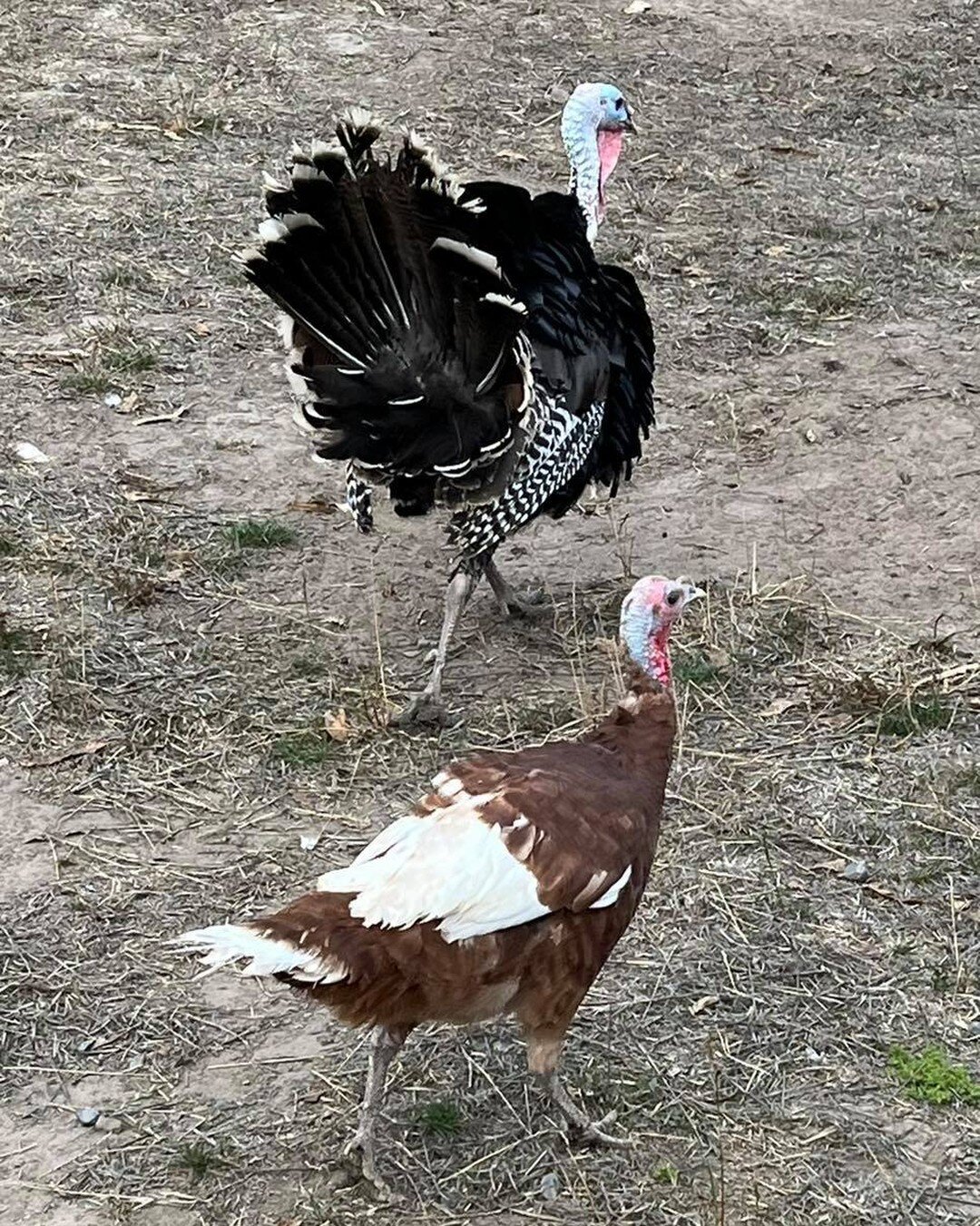 We have Ranch Raised Turkeys for Thanksgiving!! Heritage and Broad Breasted White. Order them at the Farmers Market or email us at: erika@fallonhills.com