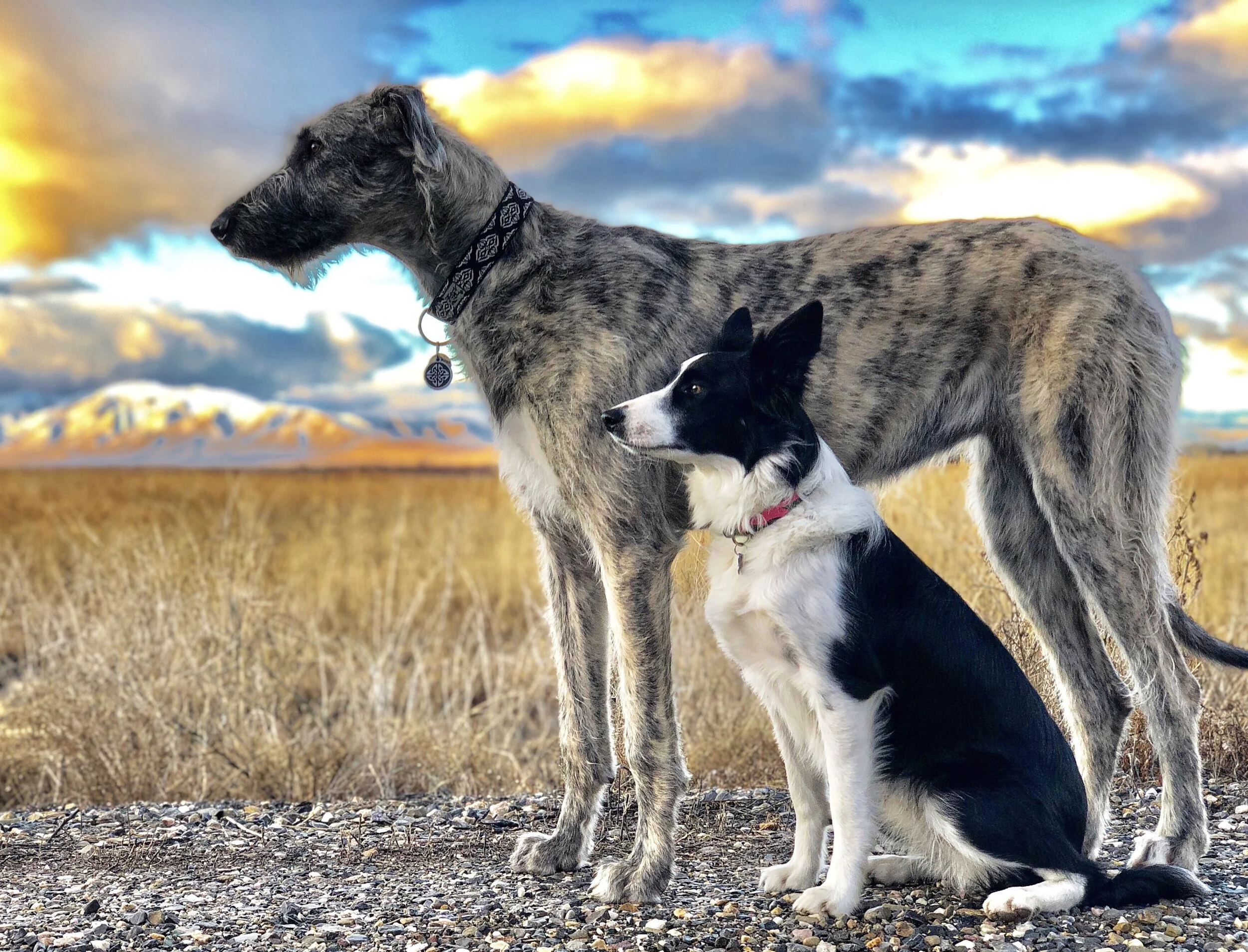 Great Dane Wolfhound Mix