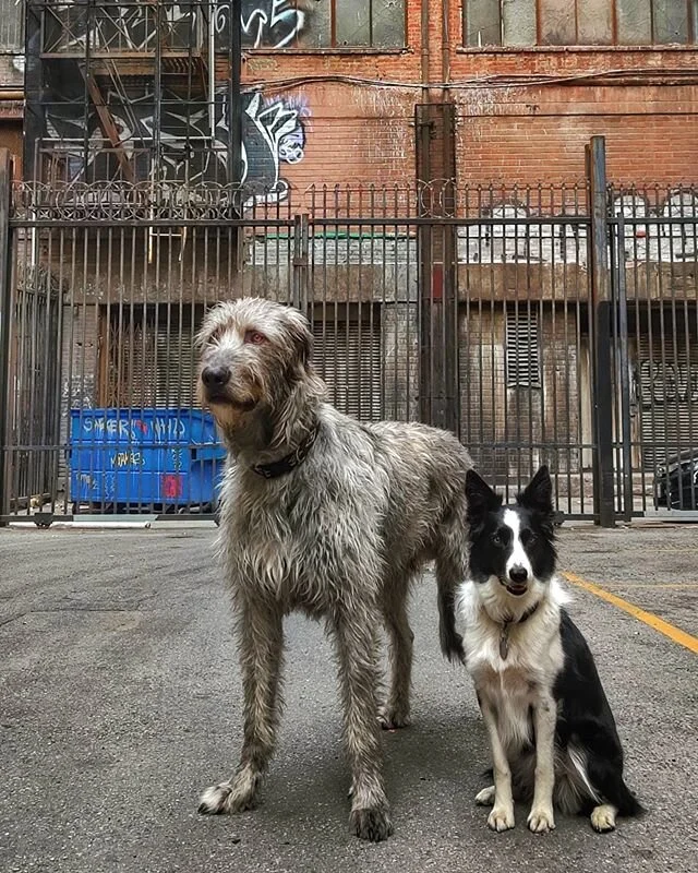 Street Dogs
-⠀ ⠀
#irishwolfhound #irishwolfhoundlovers #dogsofinstagram #irishwolfhoundsofinstagram #dogsandpals #irishwolfhoundpuppy #puppy #irishwolfhoundlove  #doggielove #dogsofig #doggo #pupsagram #puppysmiles #dogsofbark  #buzzfeedpets #buzzfee