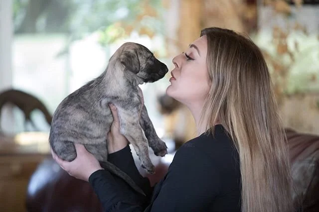 Six weeks old
The Irish Car Bomb Twins

Check out our site in our profile to get on the interest list for either of these beauties ❤️
-⠀ ⠀
#irishwolfhound #irishwolfhoundlovers #dogsofinstagram #irishwolfhoundsofinstagram #dogsandpals #irishwolfhound