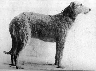 thumbnail image 2 of Irish Wolfhound Costs And Reputable Breeders 2 of 14