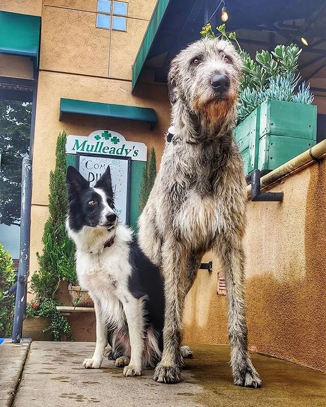 Dia dhuit (Hello)
-⠀ ⠀
#irishwolfhound #irishwolfhoundlovers #dogsofinstagram #irishwolfhoundsofinstagram #dogsandpals #irishwolfhoundpuppy #puppy #irishwolfhoundlove  #doggielove #dogsofig #doggo #pupsagram #puppysmiles #dogsofbark  #buzzfeedpets #b