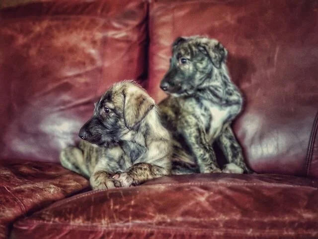 IWH PUPPIES!!! Check out our site in our profile to get on the interest list for either of these beauties ❤️
-⠀ ⠀
#irishwolfhound #irishwolfhoundlovers #dogsofinstagram #irishwolfhoundsofinstagram #dogsandpals #irishwolfhoundpuppy #puppy #irishwolfho
