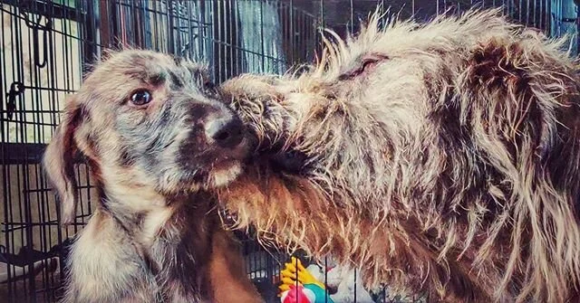 Bath Time
-⠀ ⠀
#irishwolfhound #irishwolfhoundlovers #dogsofinstagram #irishwolfhoundsofinstagram #dogsandpals #irishwolfhoundpuppy #puppy #irishwolfhoundlove  #doggielove #dogsofig #doggo #pupsagram #puppysmiles #dogsofbark  #buzzfeedpets #buzzfeedd