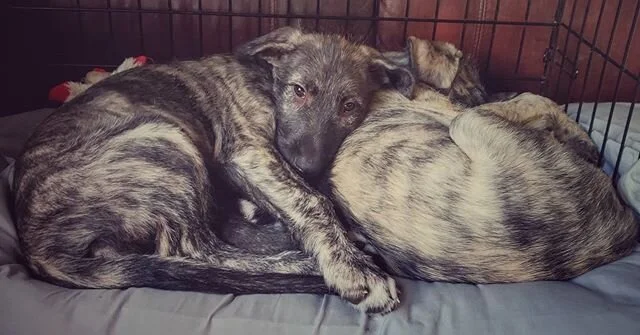 7.5 weeks old!
-⠀ ⠀
#irishwolfhound #irishwolfhoundlovers #dogsofinstagram #irishwolfhoundsofinstagram #dogsandpals #irishwolfhoundpuppy #puppy #irishwolfhoundlove  #doggielove #dogsofig #doggo #pupsagram #puppysmiles #dogsofbark  #buzzfeedpets #buzz