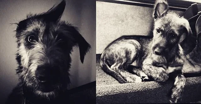 Looks like Jameson is going to have as much personality as Saoirse (totally unrelated)
-
#irishwolfhound #irishwolfhoundlovers #dogsofinstagram #irishwolfhoundsofinstagram #dogsandpals #irishwolfhoundpuppy #puppy #irishwolfhoundlove  #doggielove #dog