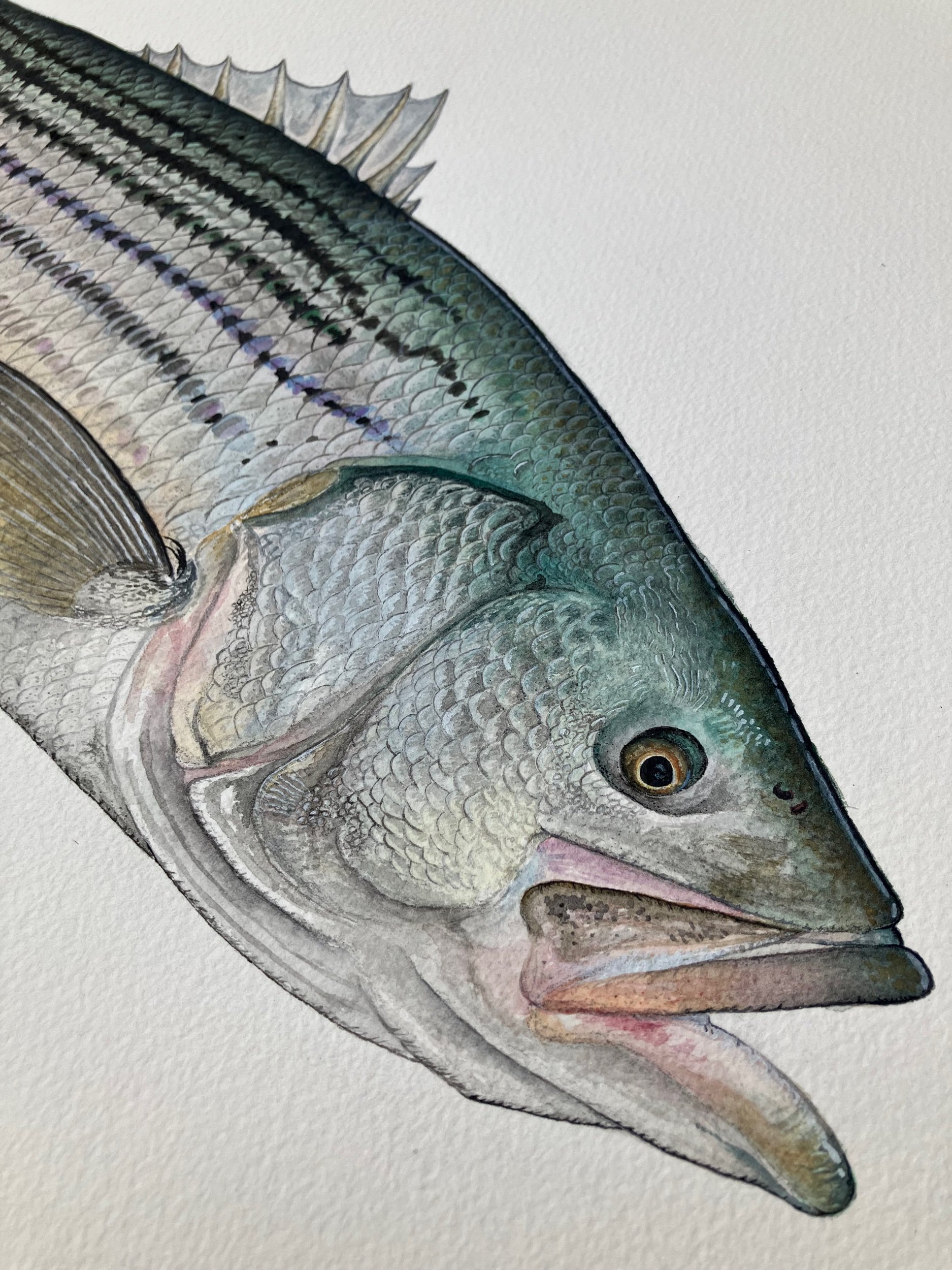 New Striped Bass