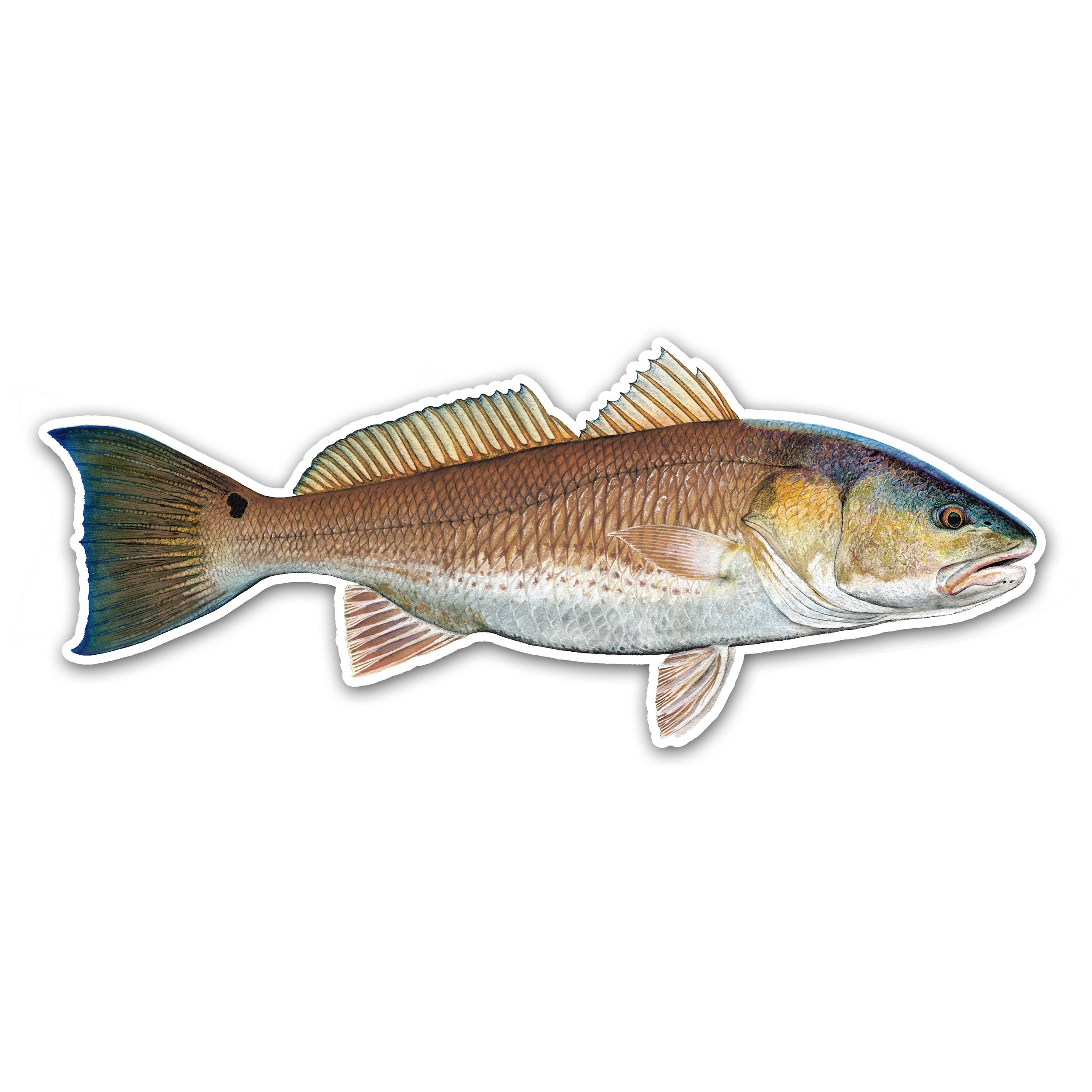 redfish12.jpg