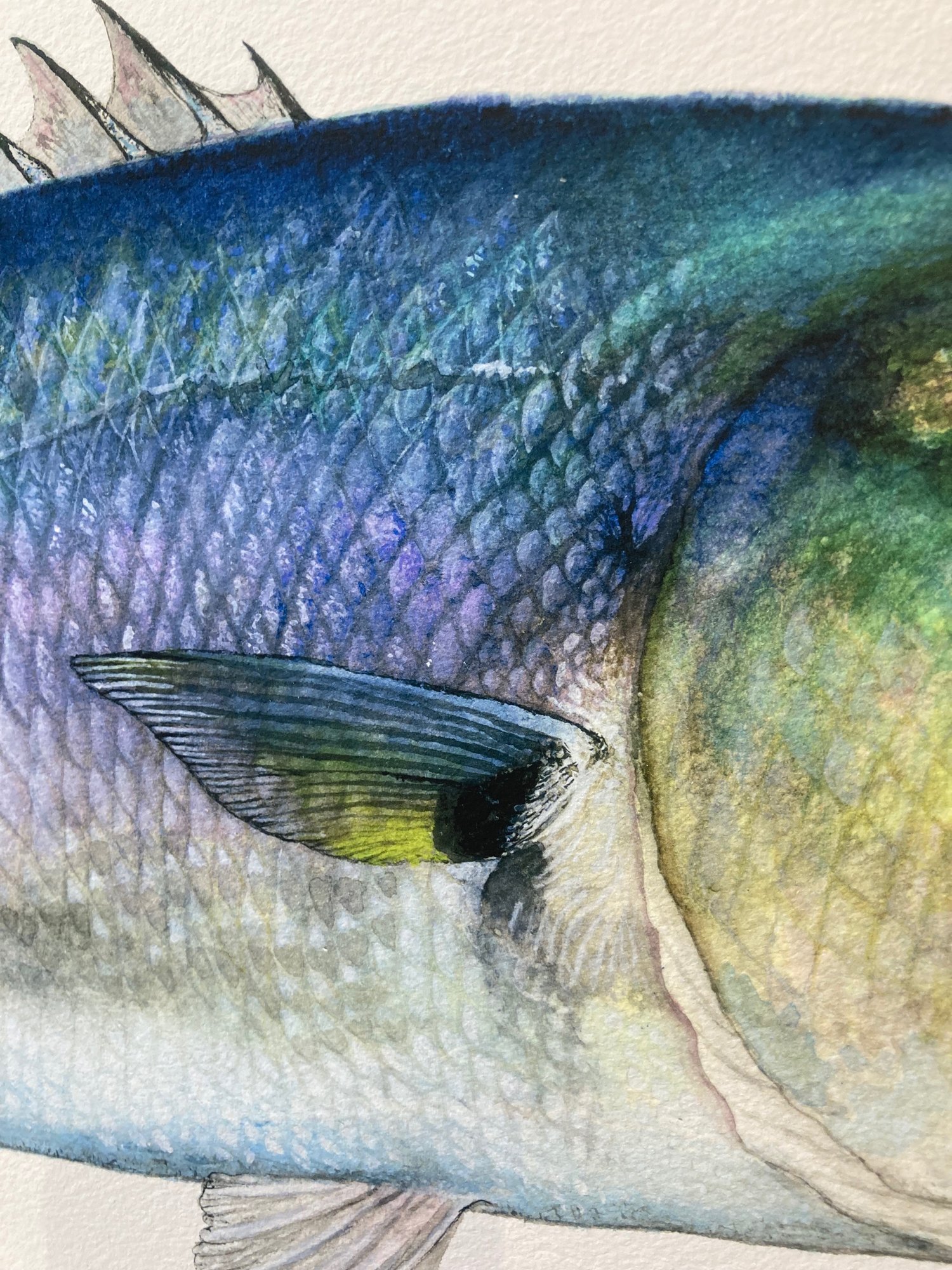 Bluefish Portrait