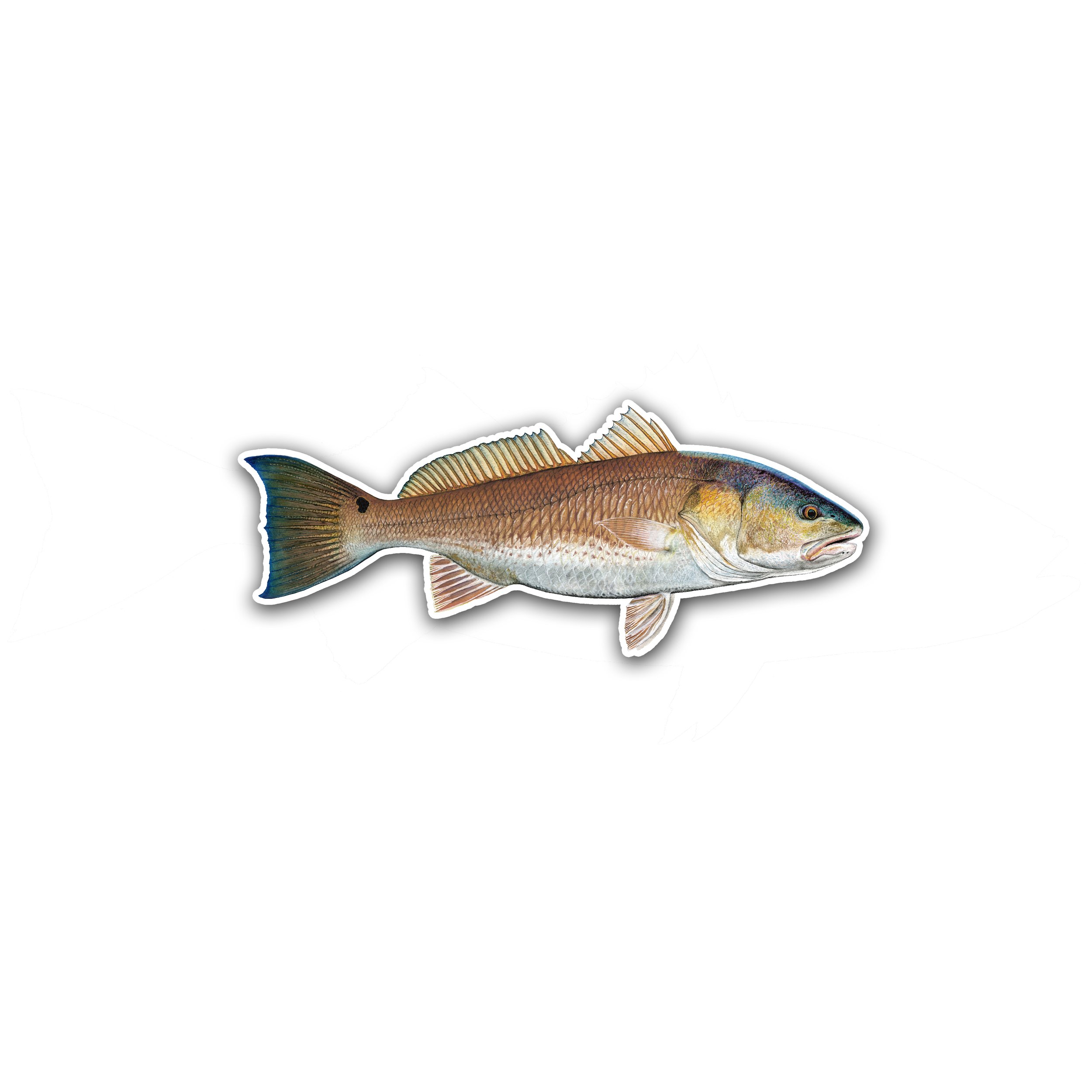 redfish7.jpg