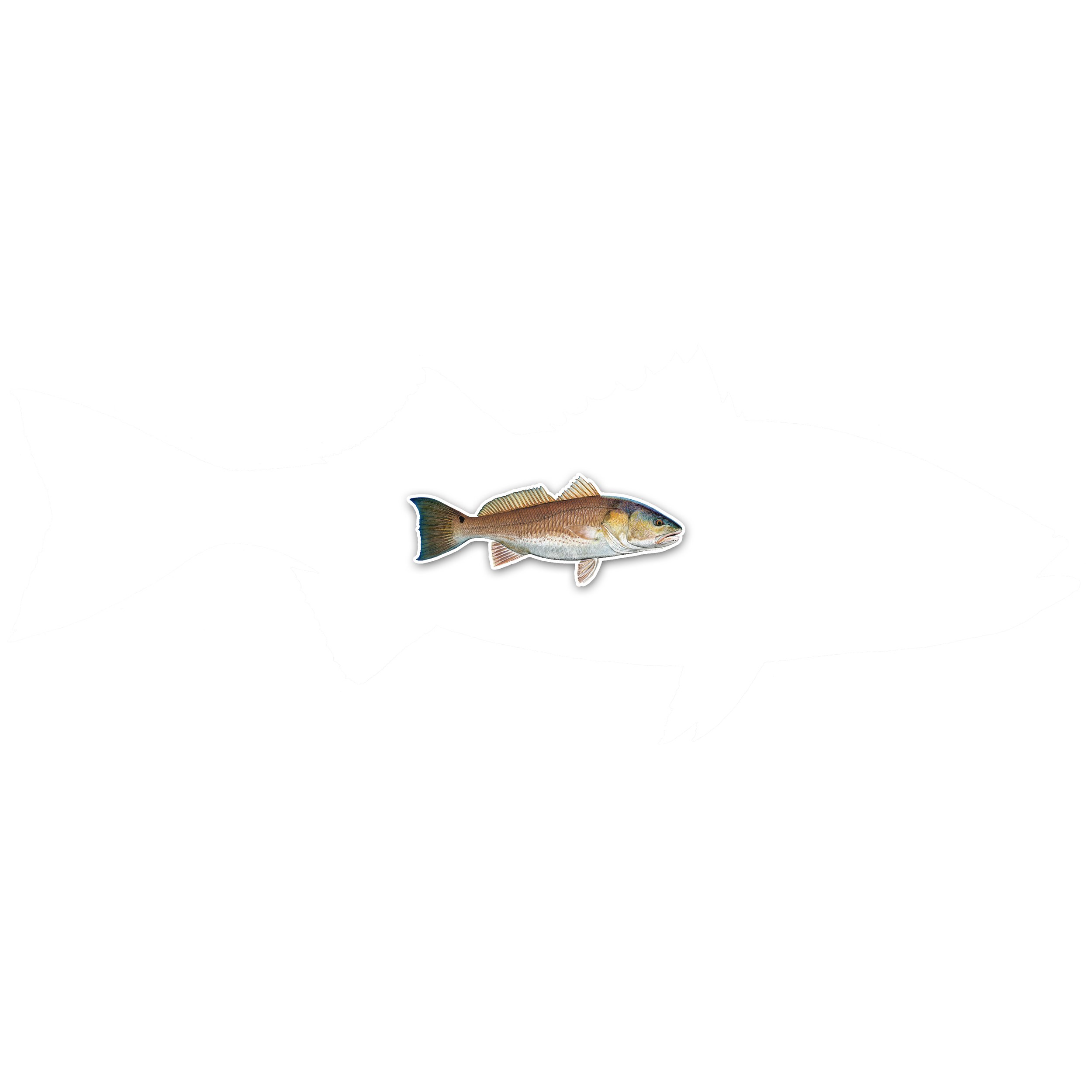 redfish3.jpg