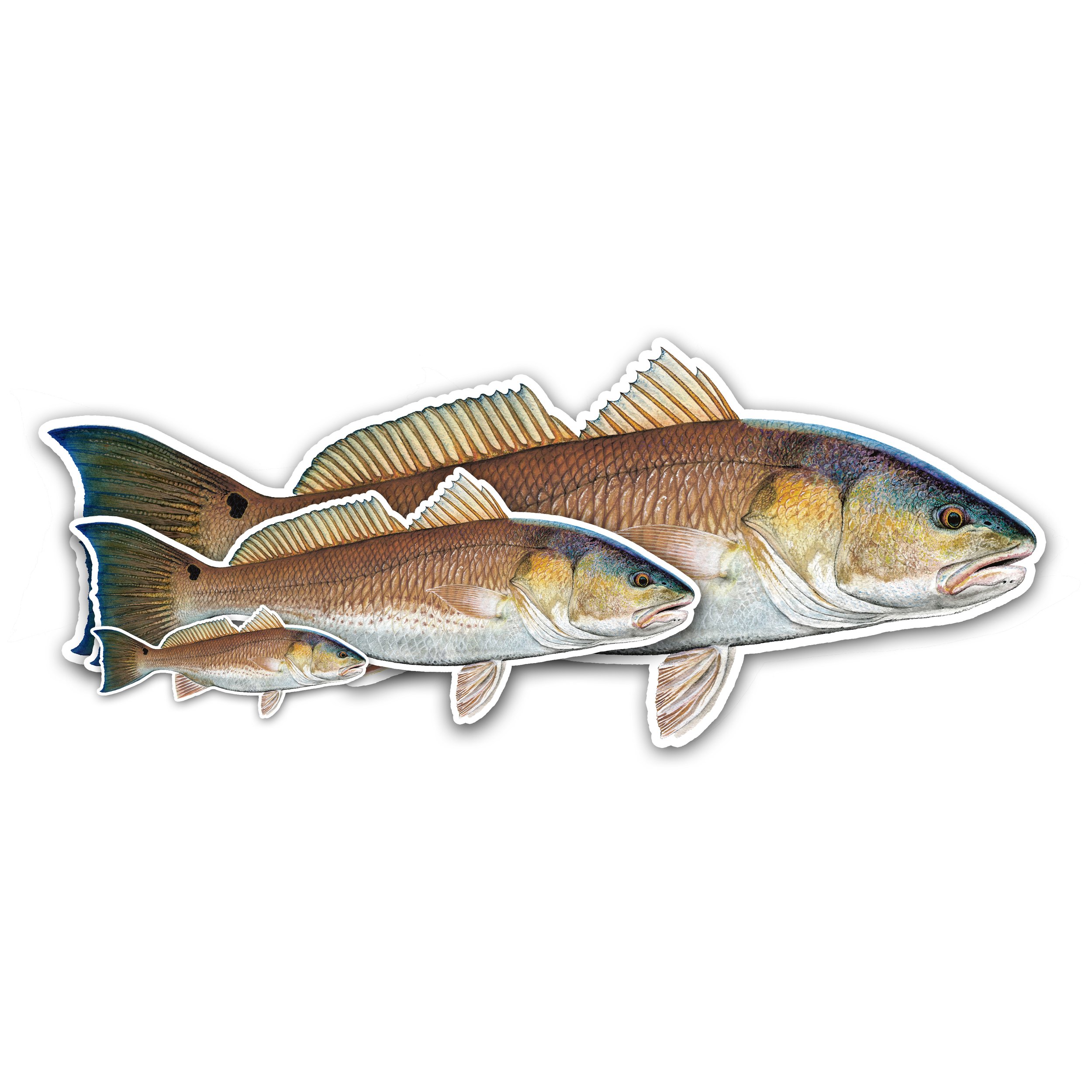 Redfish Decal
