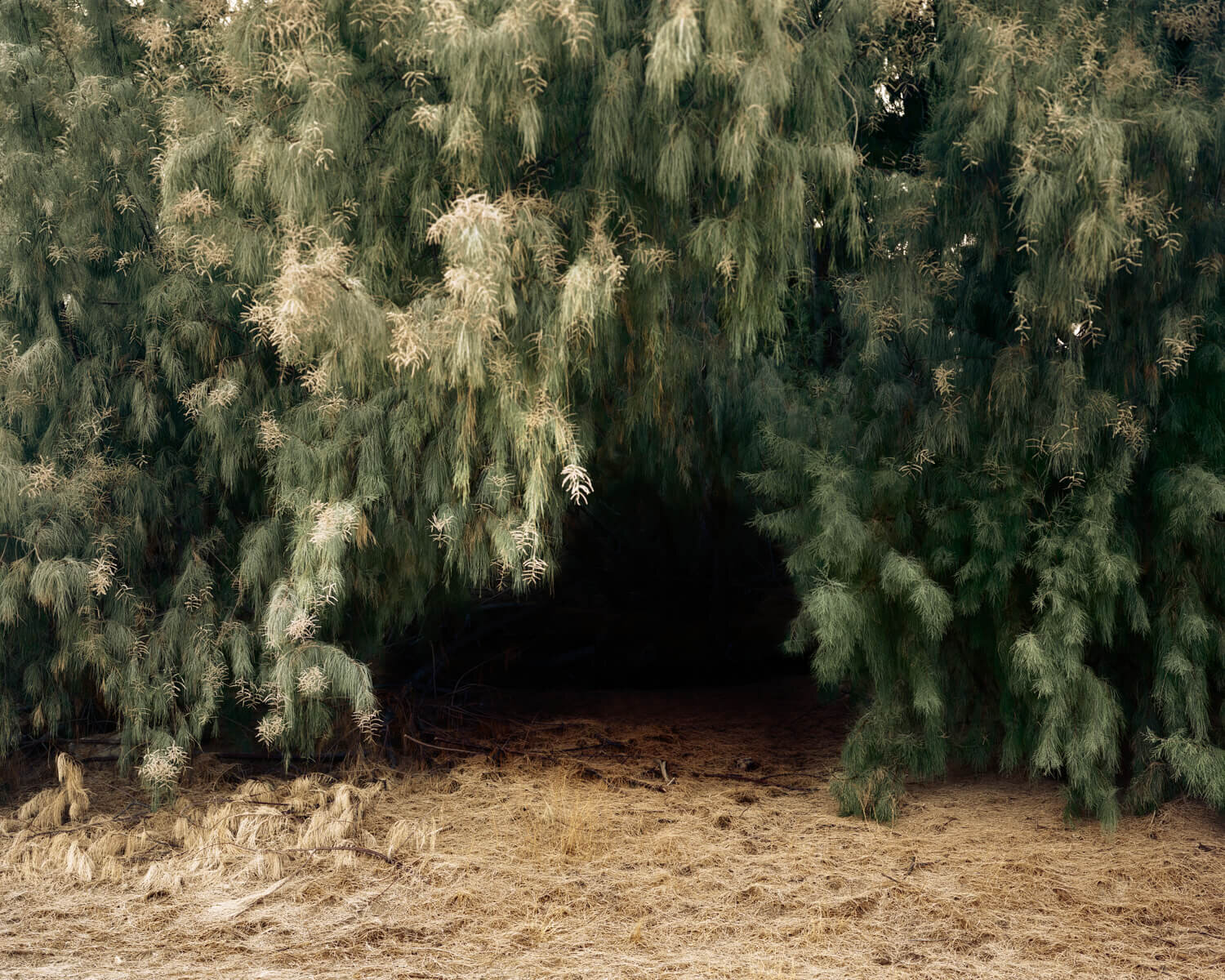  Tree Cave, 2019 Archival pigment print   Writing    Film    Installation  