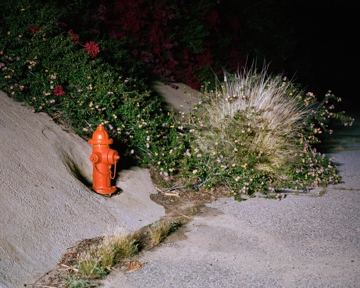  Hydrant with Bougaenvillea, 2021 Archival pigment print   Writing    Film    Installation  